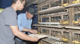 Pj. Walikota Langsa Dr. Syaridin, S.Pd., M.Pd menyambangi kelompok tani peternak bebek bertelur dan peternak puyuh milik warga Gampong Sidodadi dan Gampong Asam Peutik Kecamatan Langsa Lama, Sabtu, (14/12/24).