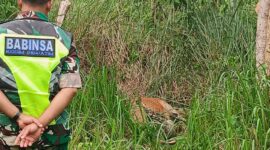 Babinsa setempat mendapati sapi yang mati dimangsa harimau.