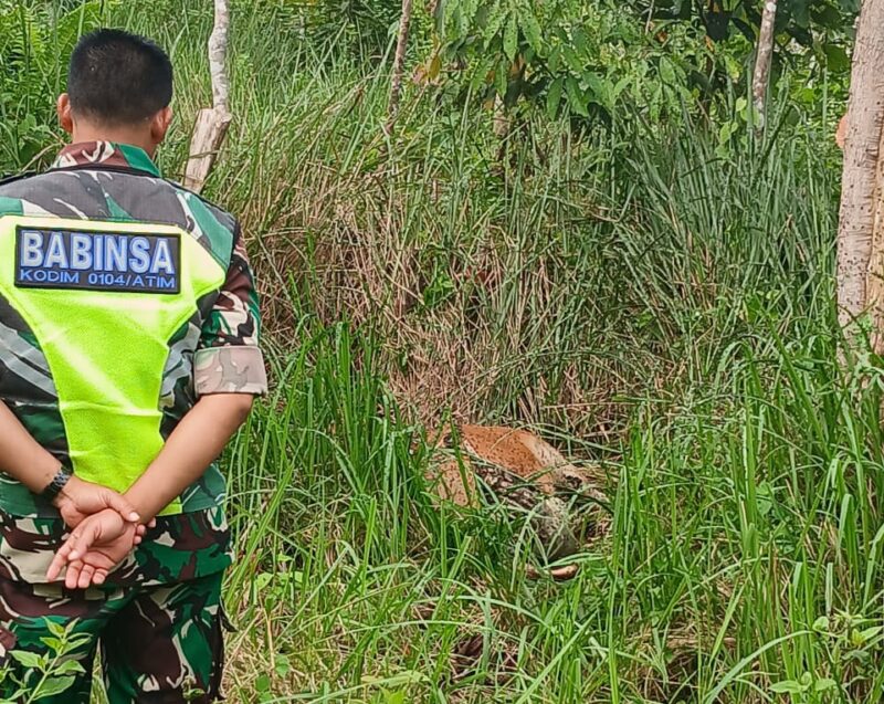 Babinsa setempat mendapati sapi yang mati dimangsa harimau.