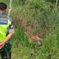 Babinsa setempat mendapati sapi yang mati dimangsa harimau.