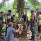 BKSDA bersama warga dan Muspika Indra Makmu pasang perangkap Harimau 