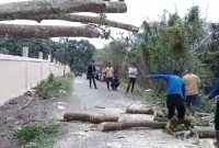 Petugas Damkar BPBD Aceh Besar sedang manangani pohon tumbang di gampong Suka Mulia Kecamatan Lembah Seulawah, Selasa (28/01/2025) FOTO Dok/BPBD ACEH BESAR