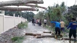 Petugas Damkar BPBD Aceh Besar sedang manangani pohon tumbang di gampong Suka Mulia Kecamatan Lembah Seulawah, Selasa (28/01/2025) FOTO Dok/BPBD ACEH BESAR