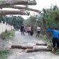 Petugas Damkar BPBD Aceh Besar sedang manangani pohon tumbang di gampong Suka Mulia Kecamatan Lembah Seulawah, Selasa (28/01/2025) FOTO Dok/BPBD ACEH BESAR