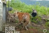 Screenshot video dari Instagram BKSDA Aceh