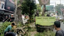 Petugas DLH Kota Langsa melakukan pemangkasan pohon di Jalan A Yani  untuk menjaga kebersihan Kota Langsa.