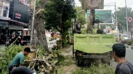 Petugas DLH Kota Langsa melakukan pemangkasan pohon di Jalan A Yani  untuk menjaga kebersihan Kota Langsa.