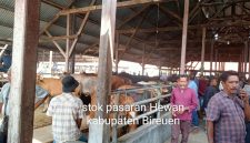 Aktivitas jual beli di Pasar Hewan Geulumpang Payong, Kecamatan Jeumpa, Kabupaten Bireuen menjelang bulan suci Ramadhan 1447 Hijriah Harga sapi meningkat Signifikan, Sabtu 14 Februari 2026.
