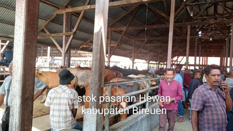 Aktivitas jual beli di Pasar Hewan Geulumpang Payong, Kecamatan Jeumpa, Kabupaten Bireuen menjelang bulan suci Ramadhan 1447 Hijriah Harga sapi  meningkat Signifikan, Sabtu 14 Februari 2026.
