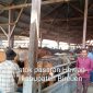Aktivitas jual beli di Pasar Hewan Geulumpang Payong, Kecamatan Jeumpa, Kabupaten Bireuen menjelang bulan suci Ramadhan 1447 Hijriah Harga sapi  meningkat Signifikan, Sabtu 14 Februari 2026.